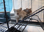 SX05958 Colin and Hendrix the Gerbils.jpg